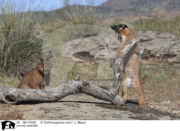 junge Karakale / young caracals / JM-17022