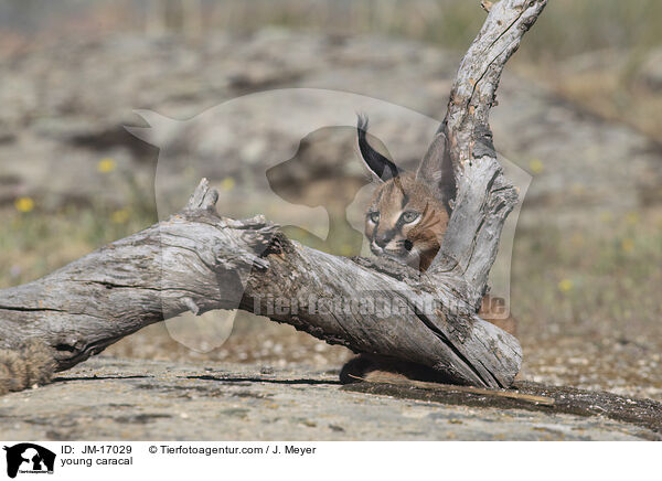 young caracal / JM-17029