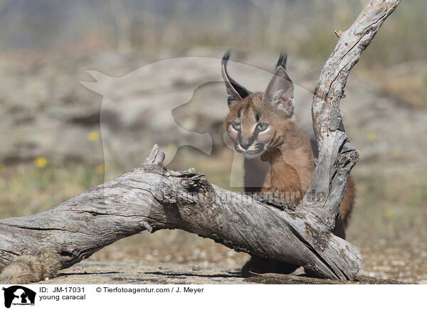 junger Karakal / young caracal / JM-17031