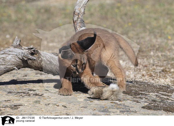 young caracal / JM-17036