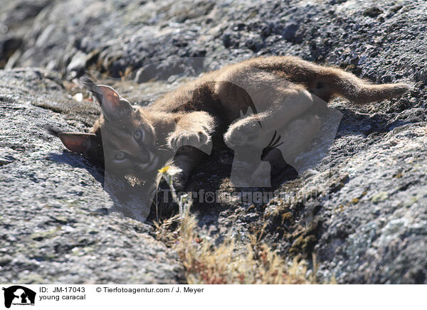 young caracal / JM-17043