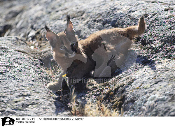junger Karakal / young caracal / JM-17044