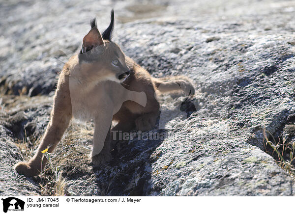 junger Karakal / young caracal / JM-17045
