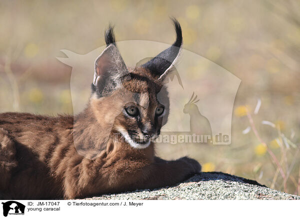 young caracal / JM-17047