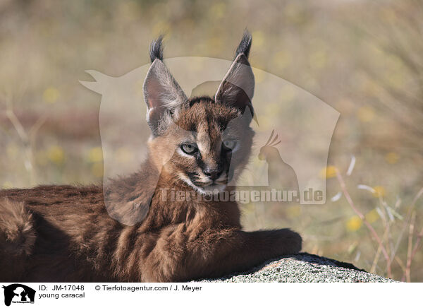 junger Karakal / young caracal / JM-17048