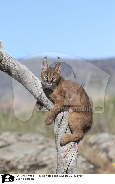 young caracal / JM-17055