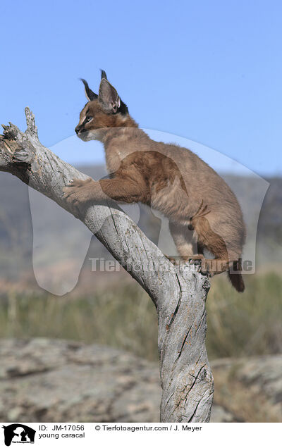 junger Karakal / young caracal / JM-17056