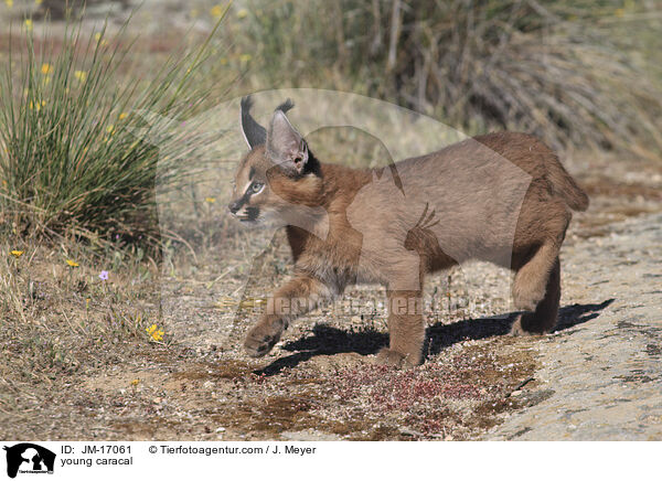 junger Karakal / young caracal / JM-17061