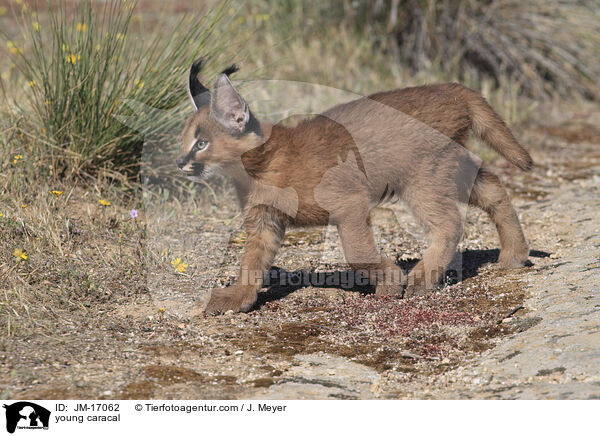 junger Karakal / young caracal / JM-17062