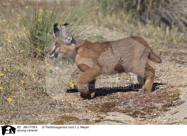 junger Karakal / young caracal / JM-17063
