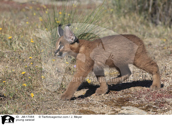 junger Karakal / young caracal / JM-17064