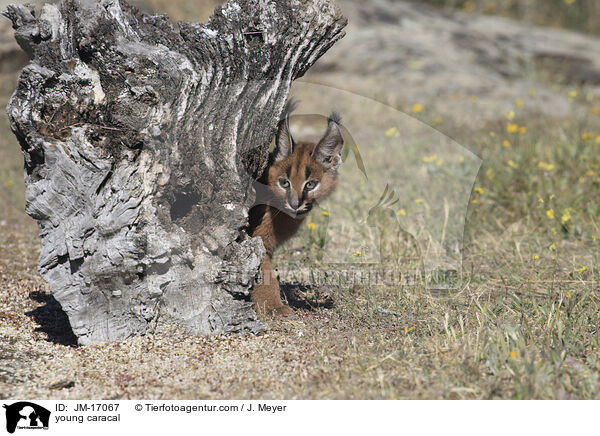 junger Karakal / young caracal / JM-17067