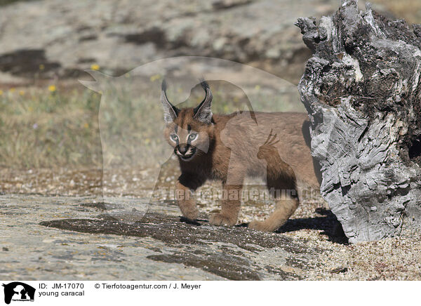 junger Karakal / young caracal / JM-17070