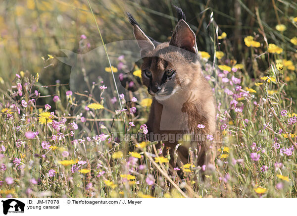 junger Karakal / young caracal / JM-17078