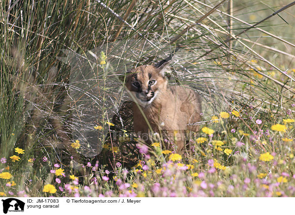 junger Karakal / young caracal / JM-17083