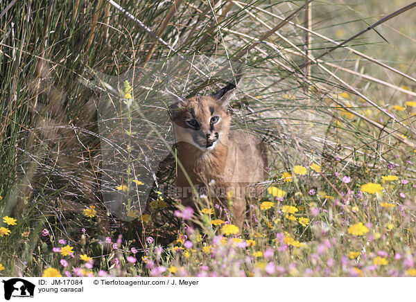 junger Karakal / young caracal / JM-17084