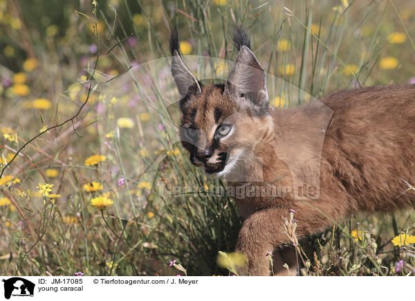 junger Karakal / young caracal / JM-17085