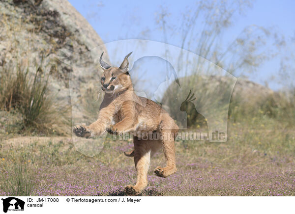 Karakal / caracal / JM-17088