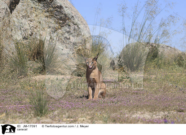 Karakal / caracal / JM-17091