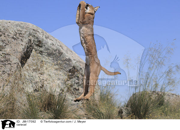 caracal / JM-17092