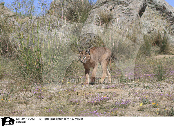 Karakal / caracal / JM-17093
