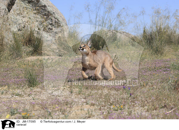 caracal / JM-17095