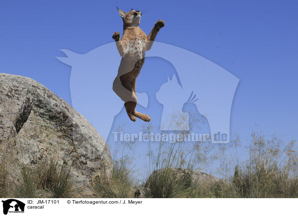 Karakal / caracal / JM-17101