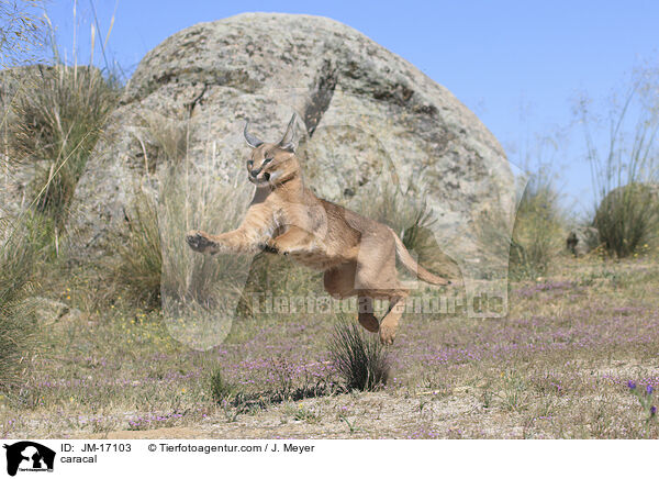 caracal / JM-17103