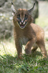 desert lynx baby