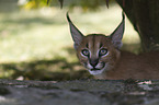 desert lynx