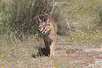 caracal