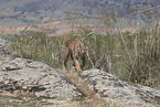 caracal