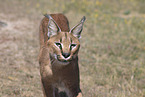caracal