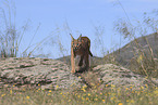 caracal