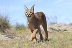 caracal