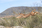 caracal