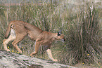 caracal