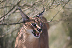 caracal