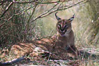 caracal