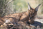 caracal