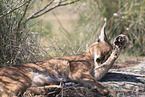 caracal