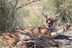 caracal
