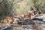 caracal