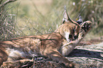 caracal
