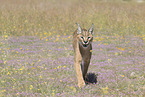 caracal