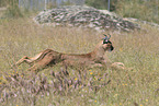 caracal