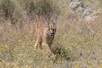 caracal
