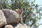 caracal