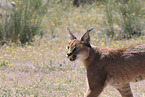 caracal