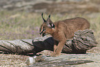 young caracal